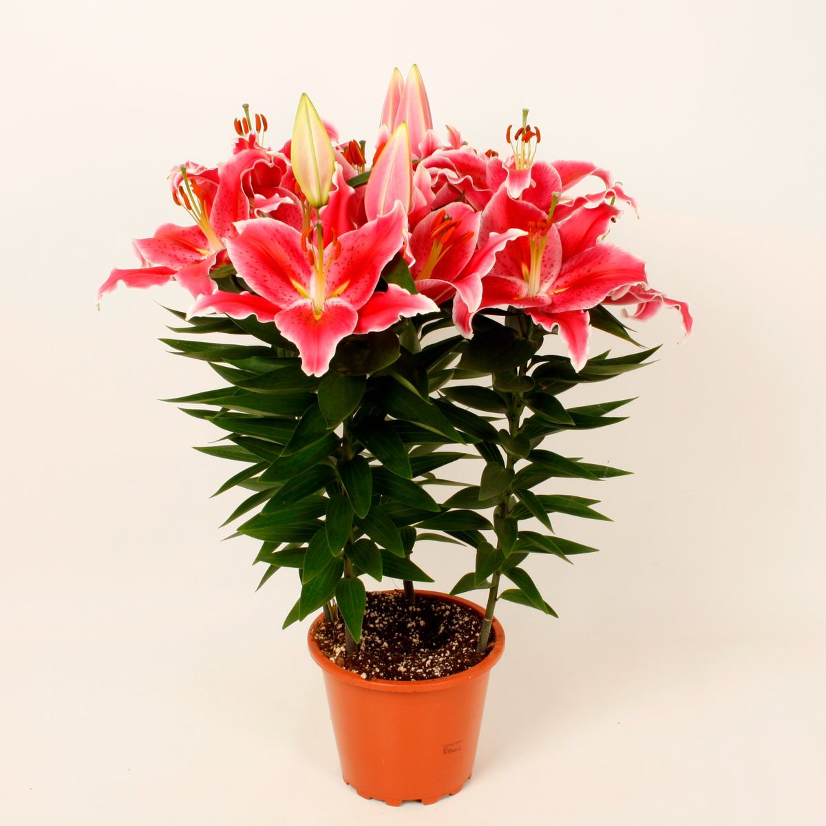 Lilium 'After Eight' — Toptan Bitki Satışı FlorAccess