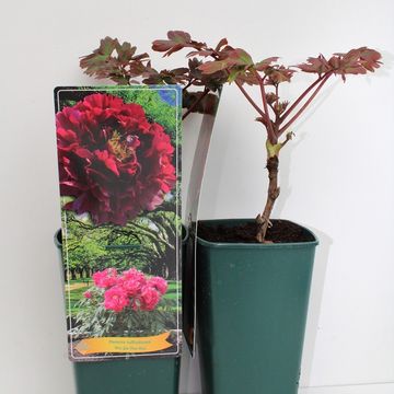 Paeonia suffruticosa 'Wu Jin Yao Hui'