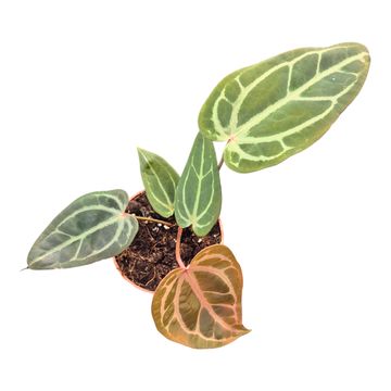 Anthurium DocBlock Anthurium Home, Sweet Home® '32' X Tortoise Shell Brown® '34'