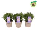 Aster ALPHA LIGHT PINK