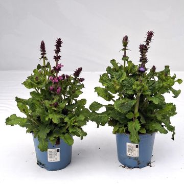 Salvia nemorosa SENSATION MIX