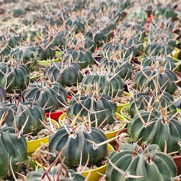 Stenocactus coptonogonus