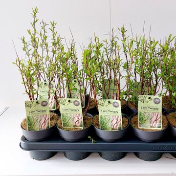 Salix purpurea 'Nana'