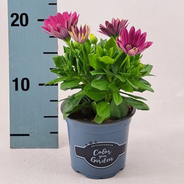 Osteospermum SEÑORITA CARLA