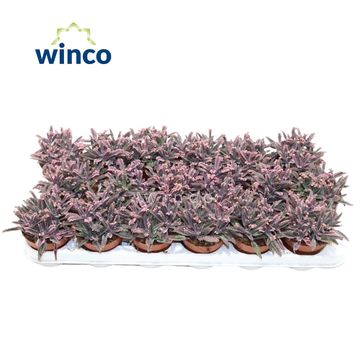 Kalanchoe daigremontiana 'Pink Butterflies'