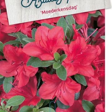 Rhododendron 'Moederkensdag' (AJ)