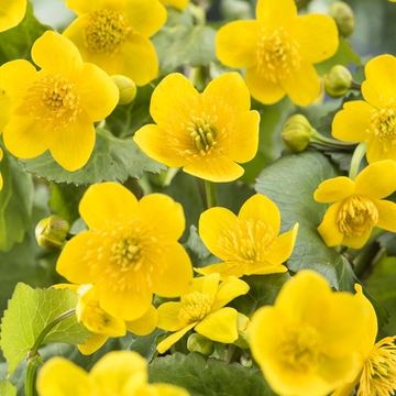 Caltha palustris