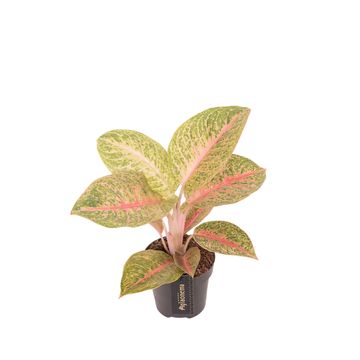 Aglaonema 'Vermillion Red'