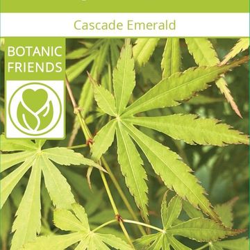 Acer palmatum CASCADE EMERALD
