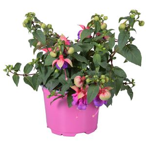 Fuchsia BELLA MIX (Adrichem Potplanten)