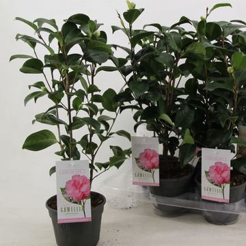 Camellia japonica 'Bonomiana'