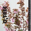 Prunus serrulata 'Kanzan'