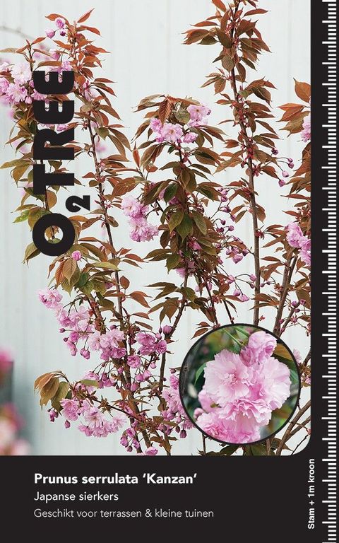 Prunus serrulata 'Kanzan'