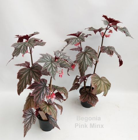 Begonia 'Pink Minx'