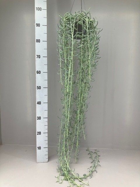 Senecio radicans