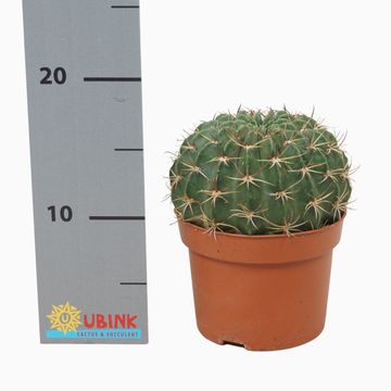 Echinopsis ancistrophora cardenasiana