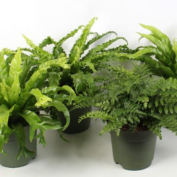 Asplenium MIX