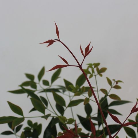 Nandina domestica 'Gulf Stream'