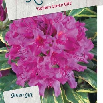 Rhododendron 'Golden Green Gift'