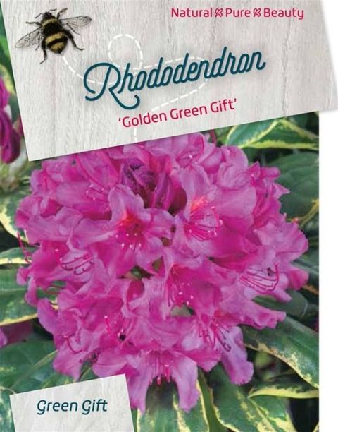 Rhododendron 'Golden Green Gift'