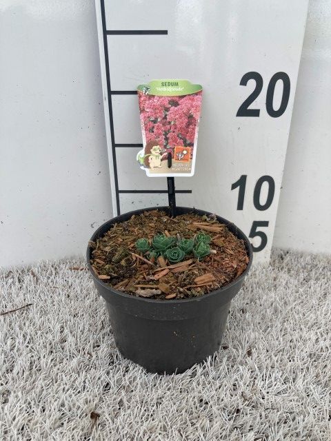 Sedum 'Purple Emperor'