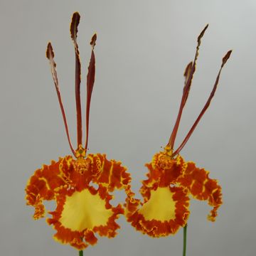 Psychopsis Mariposa 'Green Valley'