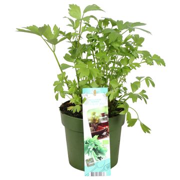 Levisticum officinale 'Verino'