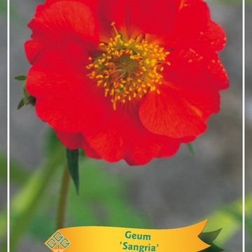 Geum 'Sangria'