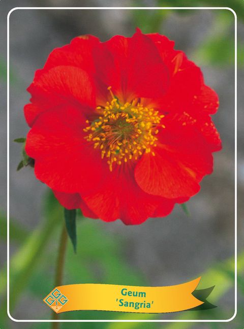 Geum 'Sangria'