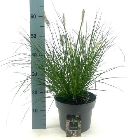 Pennisetum alopecuroides 'Hameln'