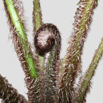 Cyathea cooperi