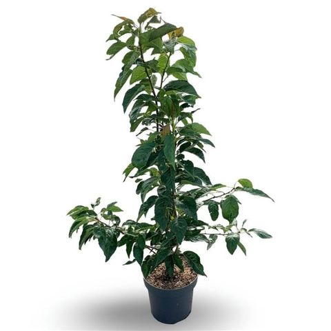 Prunus serrulata 'Amanogawa'