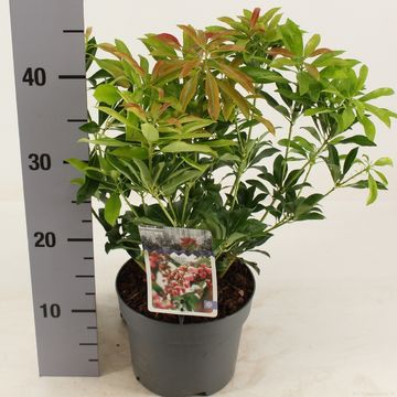 Pieris japonica 'Valley Valentine'