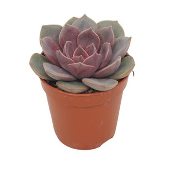 Echeveria 'Mina'