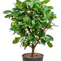 Ficus cyathistipula