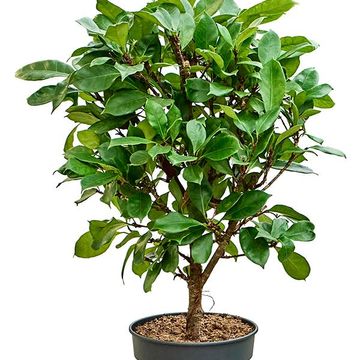 Ficus cyathistipula