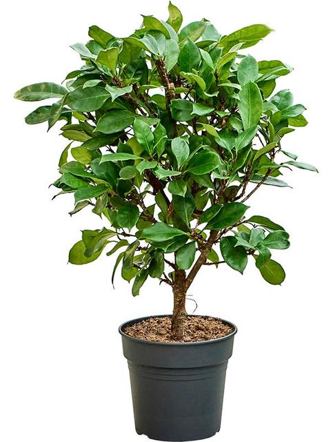 Ficus cyathistipula