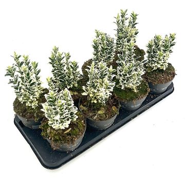 Euonymus japonicus 'White Spire'