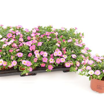 Calibrachoa FANCY FRANCY