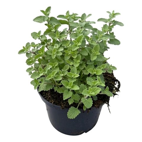 Nepeta 'Junior Walker'