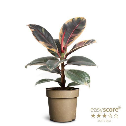 Ficus elastica 'Abidjan'