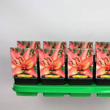 Lilium 'Trogon'