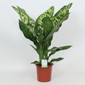 Dieffenbachia seguine 'Crown'