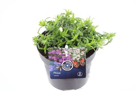 Phlox FABULOUS WHITE