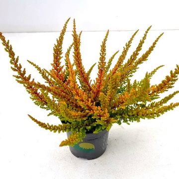 Calluna vulgaris SKYLINE DALLAS