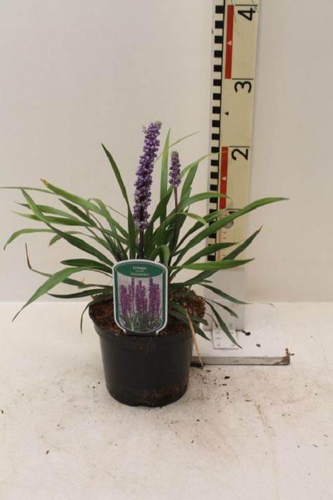 Liriope muscari 'Moneymaker'