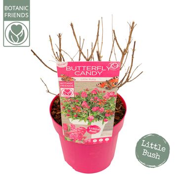 Buddleja davidii BUTTERFLY CANDY LITTLE RUBY