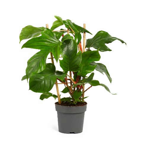 Philodendron squamiferum