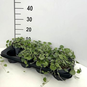 Dichondra argentea 'Silver Falls'