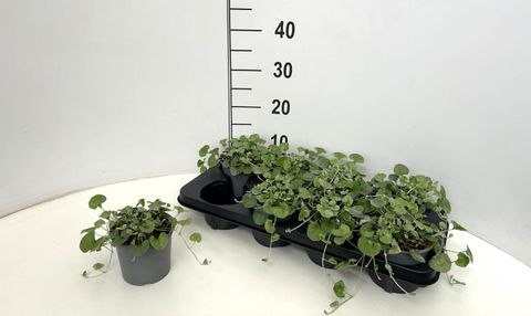 Dichondra argentea 'Silver Falls'